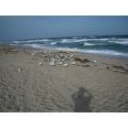 Delray Beach: : Birds on the beach
