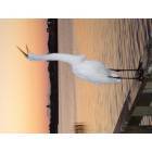 Rockport: : Patient Egret