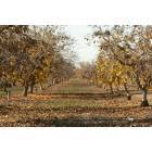 Tulare: Orchard