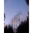 Granite Falls: : trees against winter sky