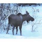 Meadow Lakes: A Moose in my yard on Angel Drive