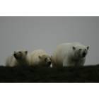 Barrow: Mom and 2 cubs Polar Bears taken by Greg Pavellas