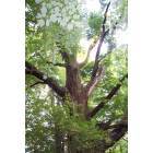 Schuylkill Haven: The Beauty of Schuylkill Havens Oldest Trees