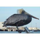 Cape Canaveral: Pelican in the Port!
