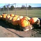 Giant pumpkin harvest in rural Collins