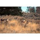 Stevensville: Deer herd by our mailbox in Stevensville
