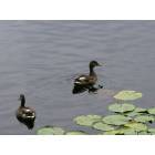 Blowing Rock: Ducks and Lilypads on Bass Lake