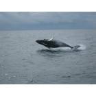 Seward: humpback whale in resurrection bay