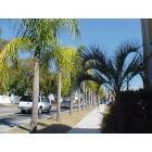Mount Dora: : Palm tree row, on Fifth Avenue and Alexander.