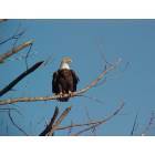 Solon Springs: Eagle just North of Solon Springs, Wisconsin