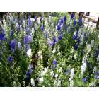 Fredericksburg: Salvia Farinacea 'Mealy Blue Sage' Wild Seed Farms