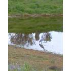 Cordes Lakes: : Heron on Cordes Lake