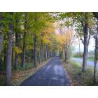 Skaneateles: : tamarack trail in autumn