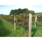 Rural Retreat: Davis Valley Winery