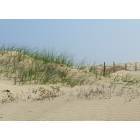 South Padre Island: : dunes on the beach