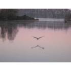 Washington: : Great Blue Heron - Pamlico River