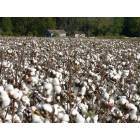 Dyer: Cotton Field With Barn