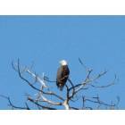 One of the pair of Bald Eagles that nest behind my house.