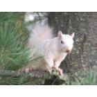 Olney's White Squirrel