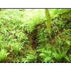 Corvallis: : Ferns on Vineyard Mountain
