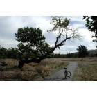 Livermore: : Bicycle/Hiking Trail in Sycamore Grove, Livermore, CA