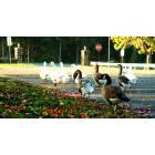 Vineland: Giampetro Park Ducks On Their Morning Walk