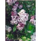 Medford: : Lilacs blooming at a farm in theTownship of Little Black-Medford, WI