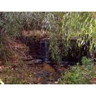 Reidsville: This picture is of a small waterfall at Chinqua Penn in Reidsville, NC