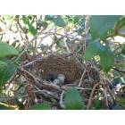 Harwinton: While blueberry picking, we came across this nest. There are two eggs and two blueberries in it!