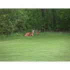 Orchard Park: Wildlife of Orchard Park - Michael Road