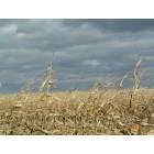 Beatrice: : Field, south of Beatrice on a cloudy day