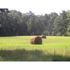 Summer hay field