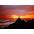 Pacific Grove: : bird at sunrise