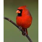 a cardinal