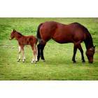 Aromas: : Mare and Colt at Corner of Rogge Lane and Hiway 129, Aromas
