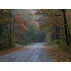 Martinsville: : Fall foliage in the Morgan-Monroe Forestry near Martinsville,Indiana