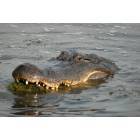 Houston: : Alligator photo taken west of Houston, at the Trinity River preserve on I10