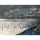 Tiburon: Tiburon California Waterfront During Herring Season