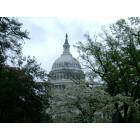 Washington: : Washington, DC: Springtime at the United States Capitol