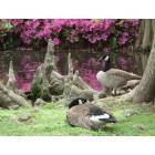Sumter: Geese with azaleas at Swan Lake