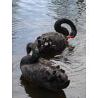 Sumter: Black Swans at Swan Lake in Sumter, SC