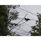 Butler: Turkey Vulture on Gifford Street, Butler New Jersey