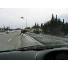Kenai: A common moose crossing in the city