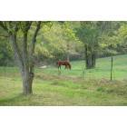 Bowdon: : Red Horse Grazing in the Spring Time Pasture