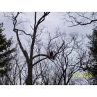 LaCoste: a bald eagle in the tree on rte 402 in PA