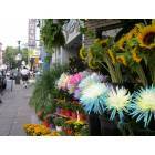 Philadelphia: : Flower shop on South Street