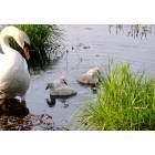 Mattapoisett: A Mother Swan and her Baby's