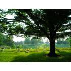 Johnson City: Sunlit graves of the patriotic at the Johnson City Veterans Cemetery,
