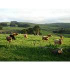 Cows in a field in Tomales