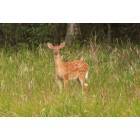 Superior: : Whitetail Deer In Superior